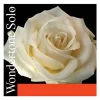Pirastro Wondertone Solo Series Violin G String 4/4 Size