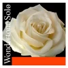 Pirastro Wondertone Solo Series Violin String Set 4/4 Size Medium E Ball End -Orchestral Oasis shop H96541000001000 IMAGE 00